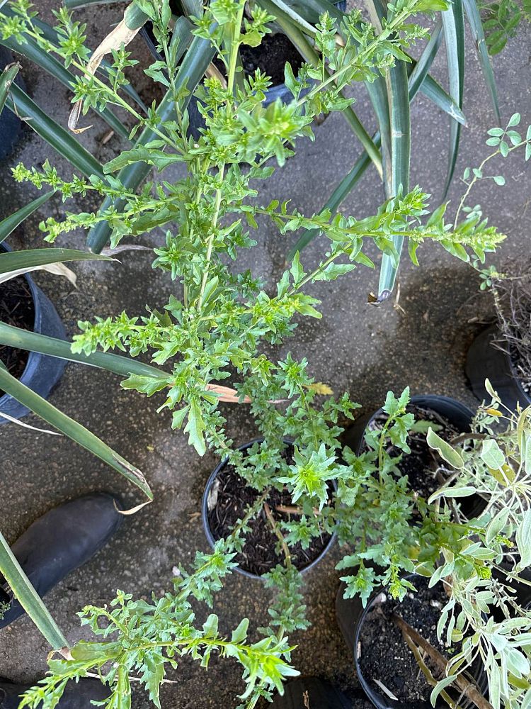 dysphania-ambrosioides-epazote-mexican-tea-chenopodium-ambrosioides