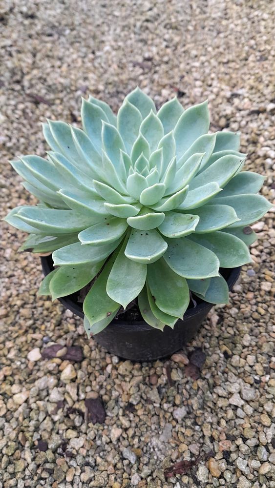 echeveria-blue-atoll