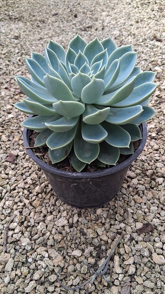 echeveria-blue-atoll