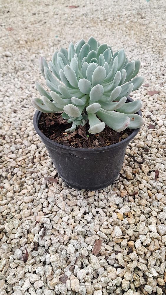 echeveria-blue-wren