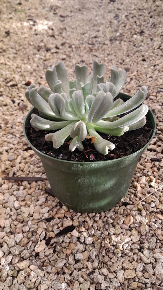 echeveria-runyonii-topsy-turvy