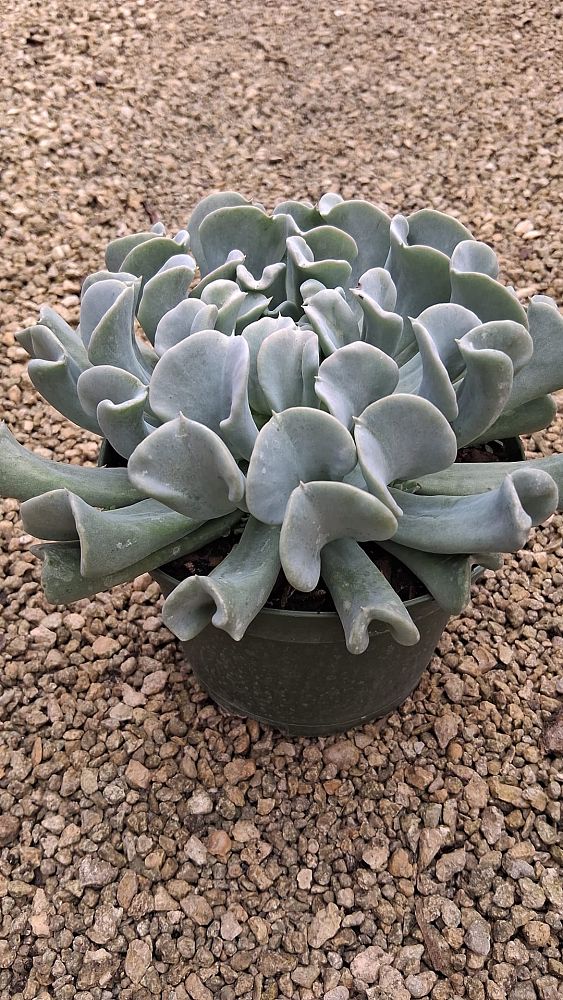 echeveria-runyonii-topsy-turvy