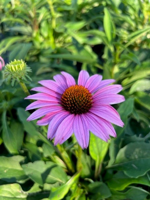 echinacea-purpurea-purple-coneflower