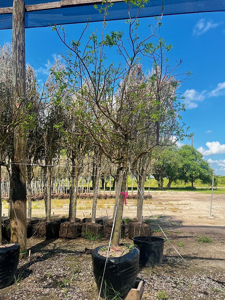 ehretia-anacua-sugarberry-anacua-sandpaper-tree