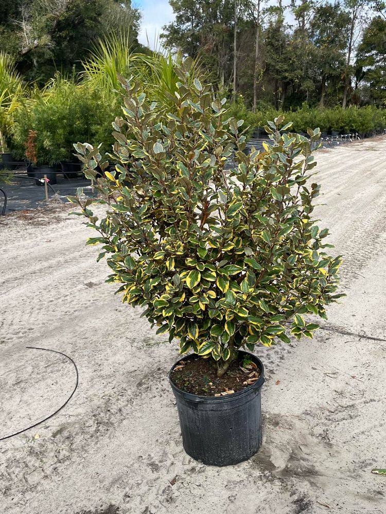 elaeagnus-x-ebbingei-olive-martini-ebbinge-s-silverberry-oleaster