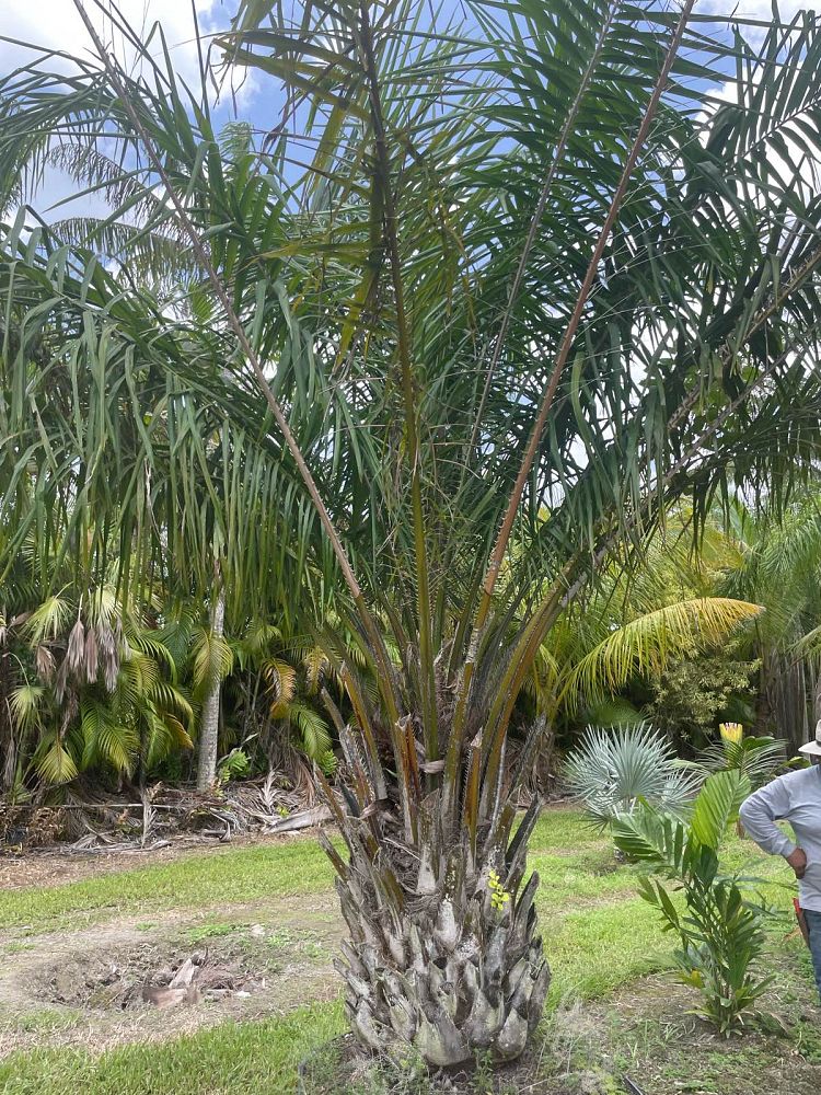 elaeis-guineensis-african-oil-palm
