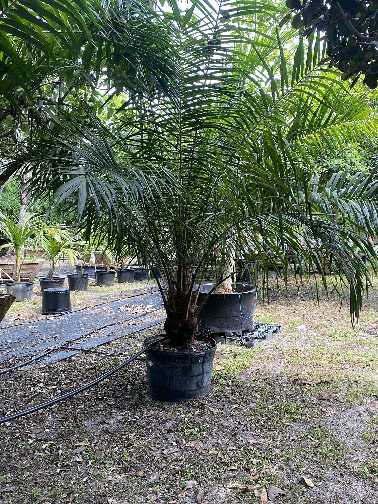 elaeis-guineensis-african-oil-palm