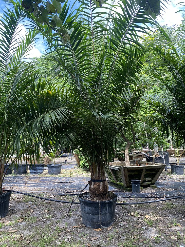 elaeis-guineensis-african-oil-palm