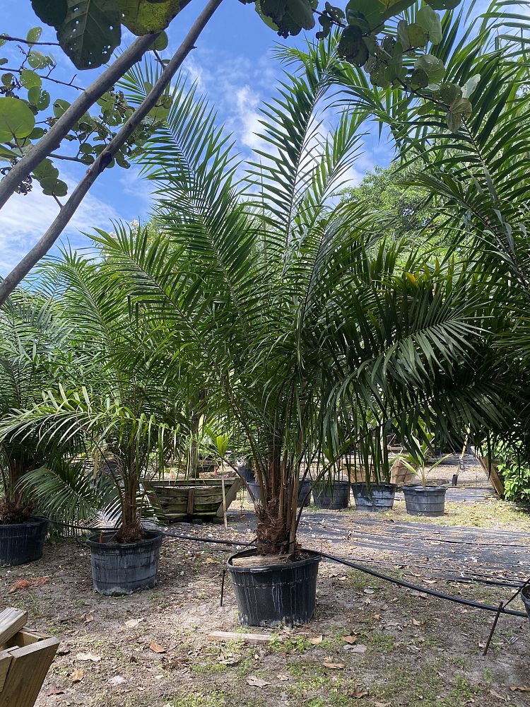 elaeis-guineensis-african-oil-palm