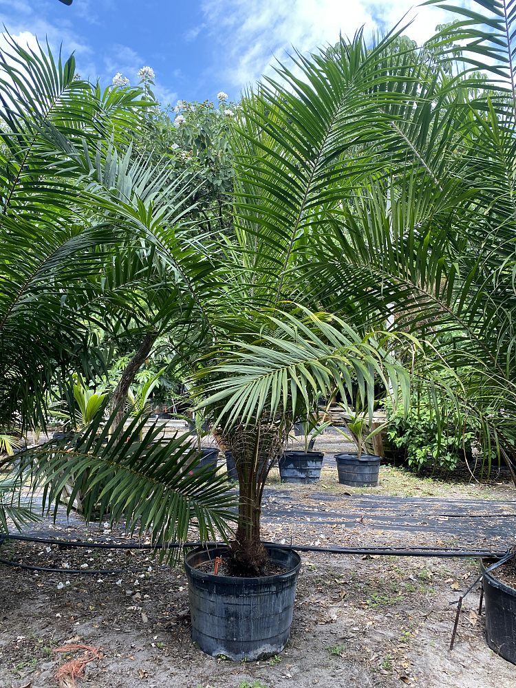 elaeis-guineensis-african-oil-palm