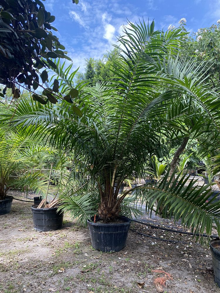 elaeis-guineensis-african-oil-palm