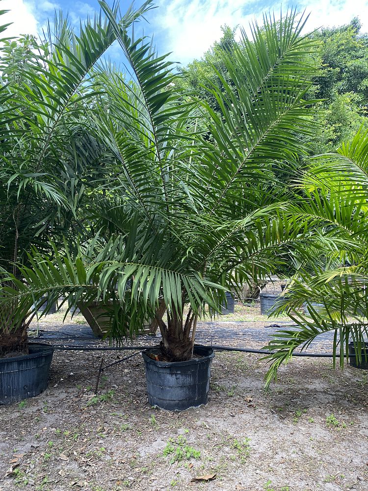 elaeis-guineensis-african-oil-palm