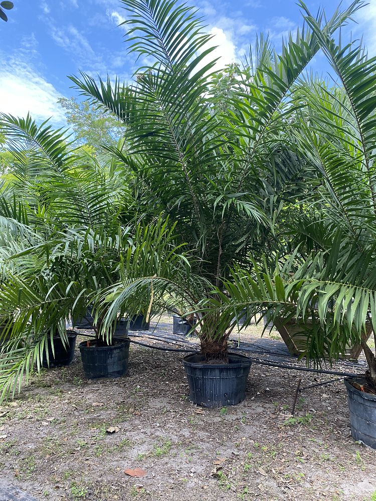 elaeis-guineensis-african-oil-palm