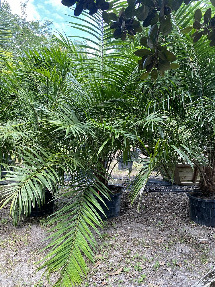 elaeis-guineensis-african-oil-palm