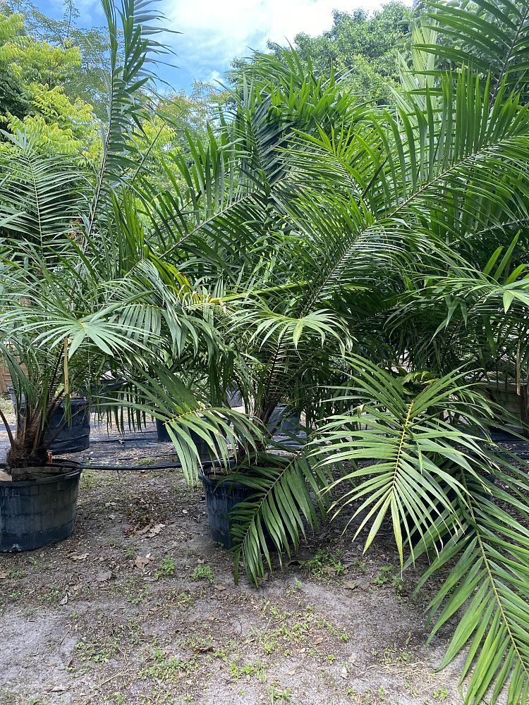 elaeis-guineensis-african-oil-palm