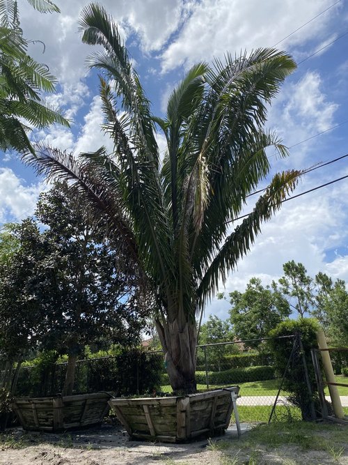 elaeis-oleifera-american-oil-palm