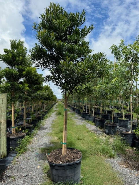 elaeocarpus-decipiens-japanese-blueberry