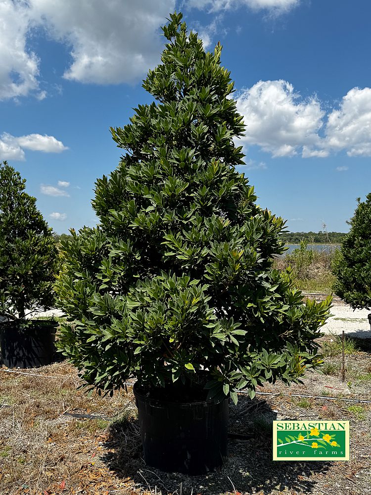 elaeocarpus-decipiens-japanese-blueberry