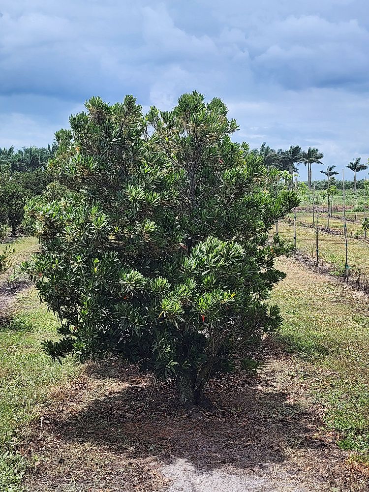 elaeocarpus-decipiens-japanese-blueberry