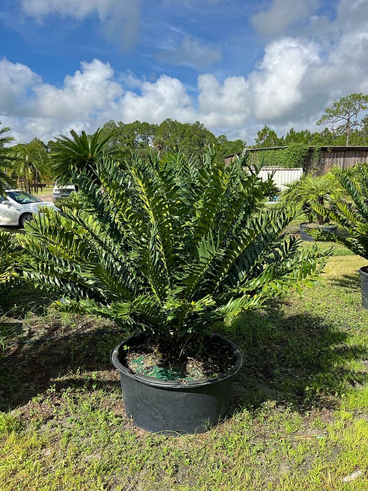 encephalartos-ferox