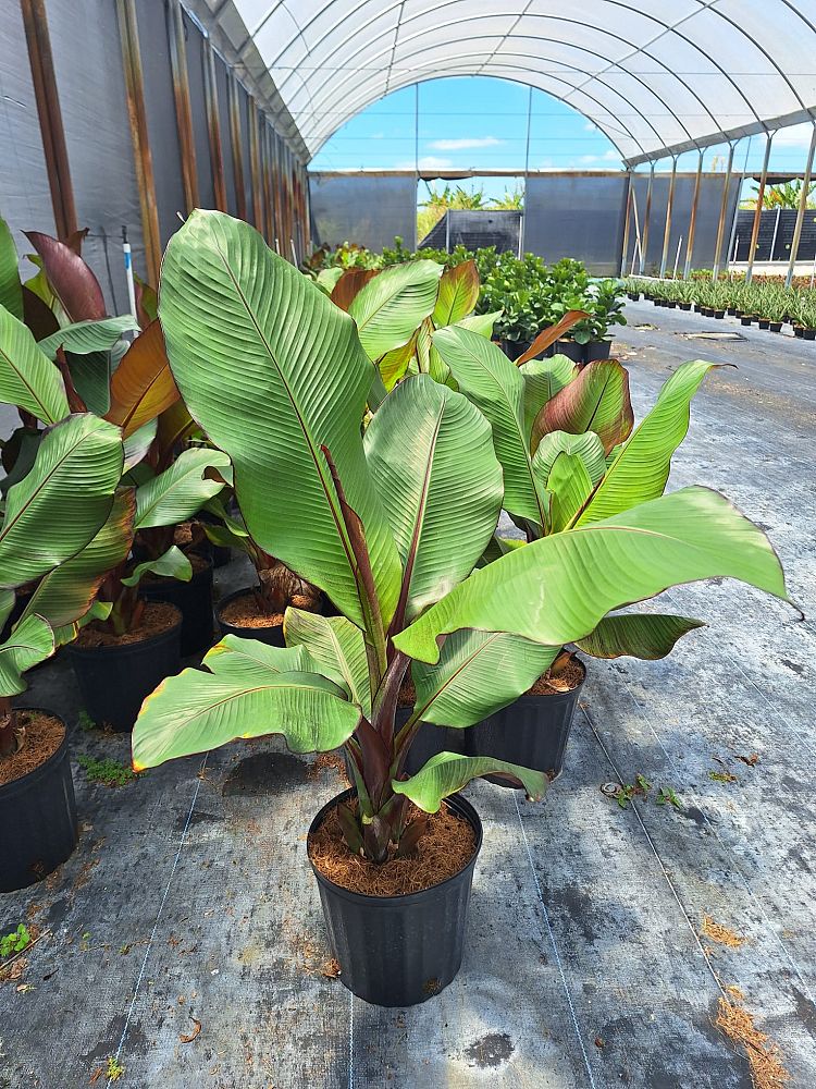 ensete-ventricosum-maurelii-musa-maurelii-maurelii-red-banana-abyssinian-banana