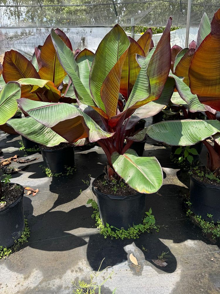 ensete-ventricosum-maurelii-musa-maurelii-maurelii-red-banana-abyssinian-banana