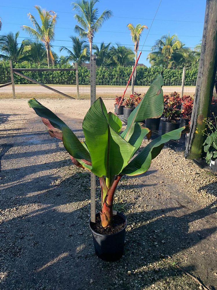 ensete-ventricosum-maurelii-musa-maurelii-maurelii-red-banana-abyssinian-banana