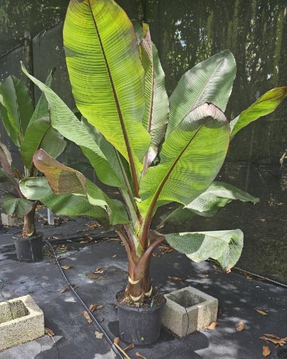 ensete-ventricosum-maurelii-musa-maurelii-maurelii-red-banana-abyssinian-banana