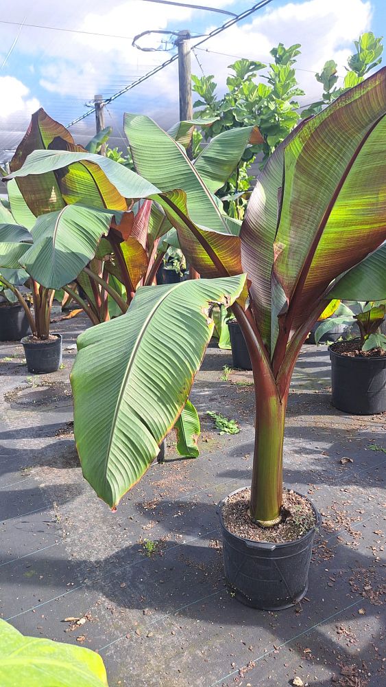 ensete-ventricosum-maurelii-musa-maurelii-maurelii-red-banana-abyssinian-banana