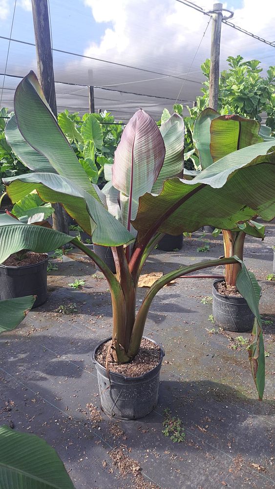 ensete-ventricosum-maurelii-musa-maurelii-maurelii-red-banana-abyssinian-banana