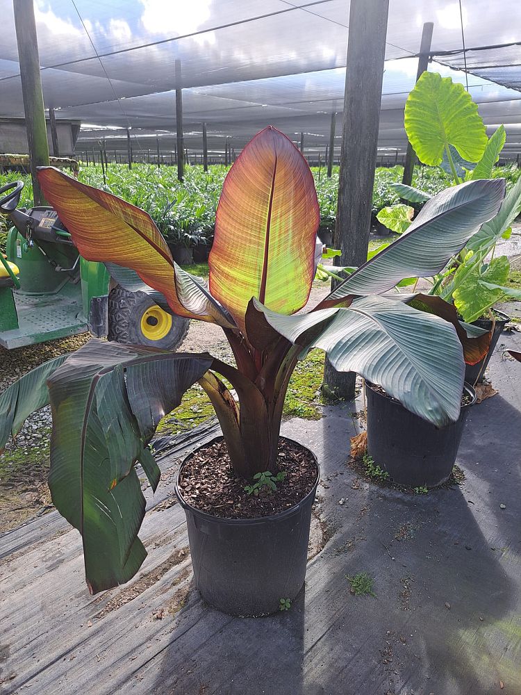 ensete-ventricosum-maurelii-musa-maurelii-maurelii-red-banana-abyssinian-banana