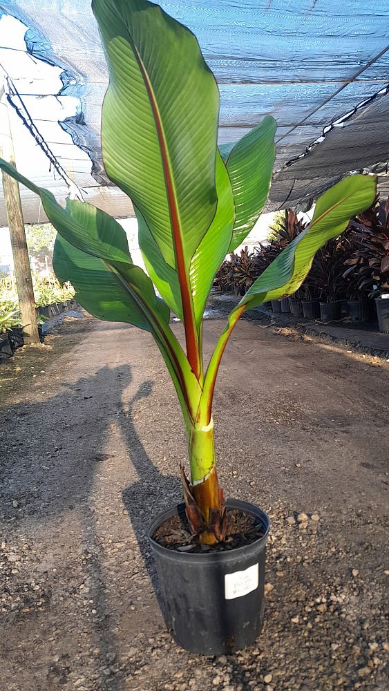 ensete-ventricosum-maurelii-musa-maurelii-maurelii-red-banana-abyssinian-banana