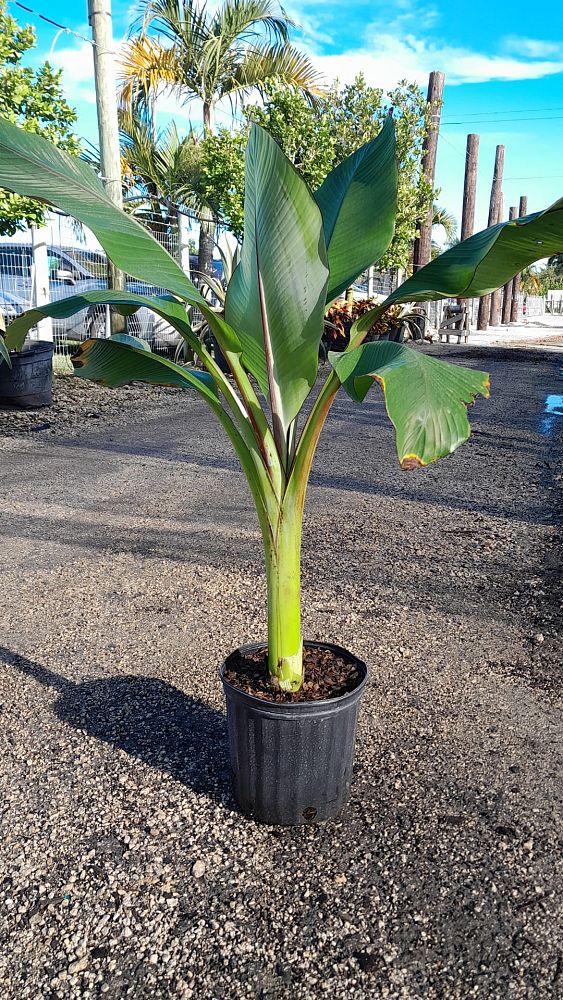 ensete-ventricosum-maurelii-musa-maurelii-maurelii-red-banana-abyssinian-banana