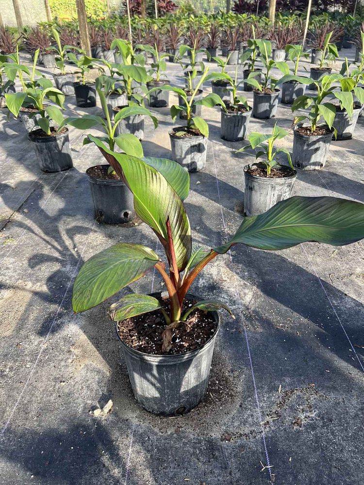 ensete-ventricosum-maurelii-musa-maurelii-maurelii-red-banana-abyssinian-banana