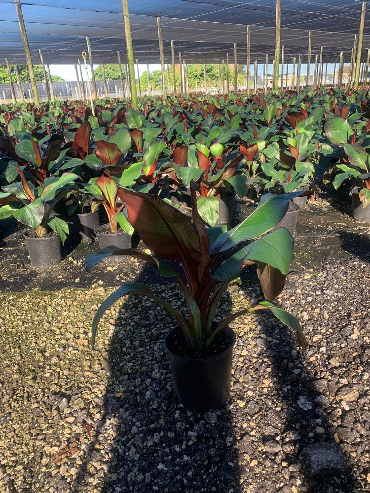 ensete-ventricosum-maurelii-musa-maurelii-maurelii-red-banana-abyssinian-banana