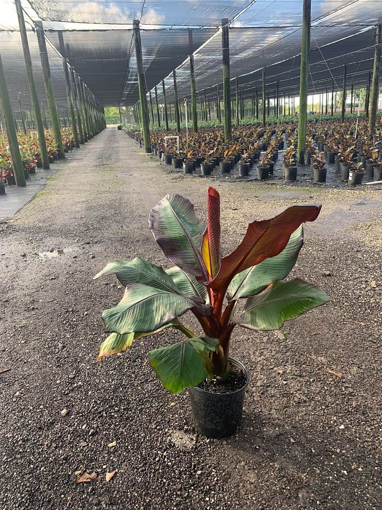 ensete-ventricosum-maurelii-musa-maurelii-maurelii-red-banana-abyssinian-banana