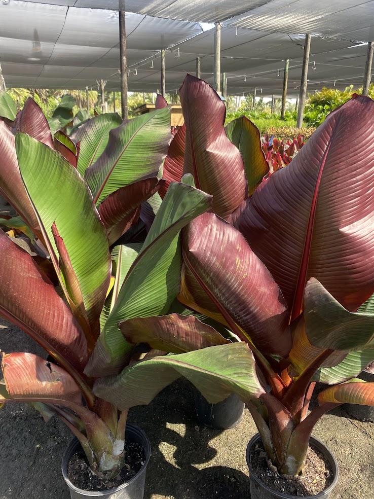 ensete-ventricosum-maurelii-musa-maurelii-maurelii-red-banana-abyssinian-banana