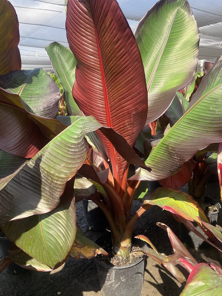 ensete-ventricosum-maurelii-musa-maurelii-maurelii-red-banana-abyssinian-banana