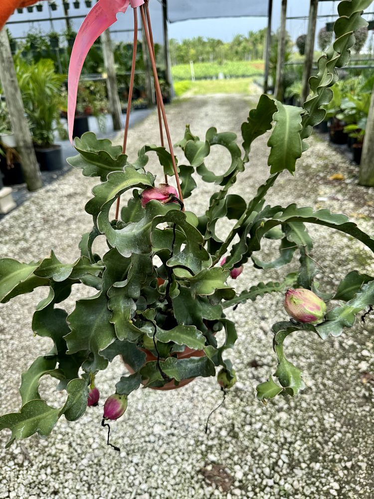 epiphyllum-guatemalense-f-monstrosa-curly-locks-orchid-cactus