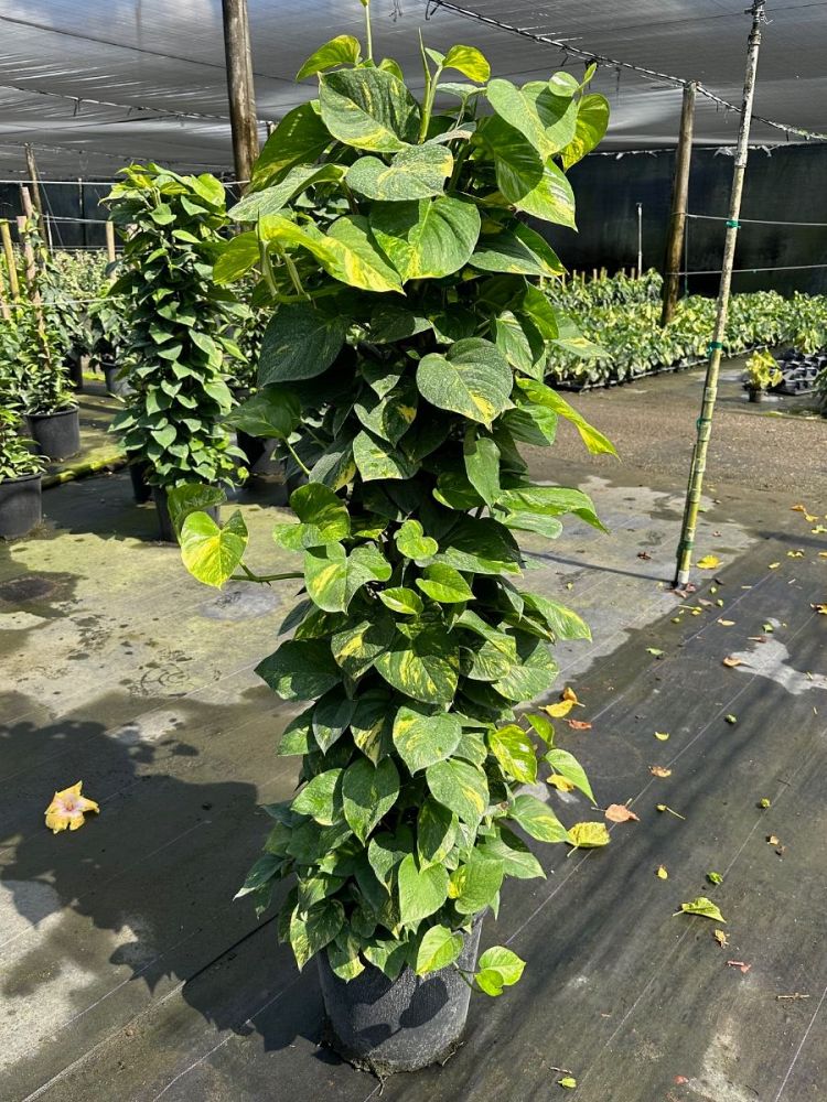 epipremnum-aureum-golden-pothos-vine-devil-s-ivy-centipede-vine