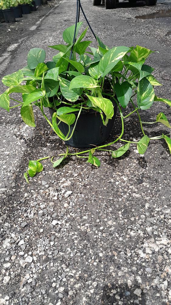 epipremnum-aureum-golden-pothos-vine-devil-s-ivy-centipede-vine