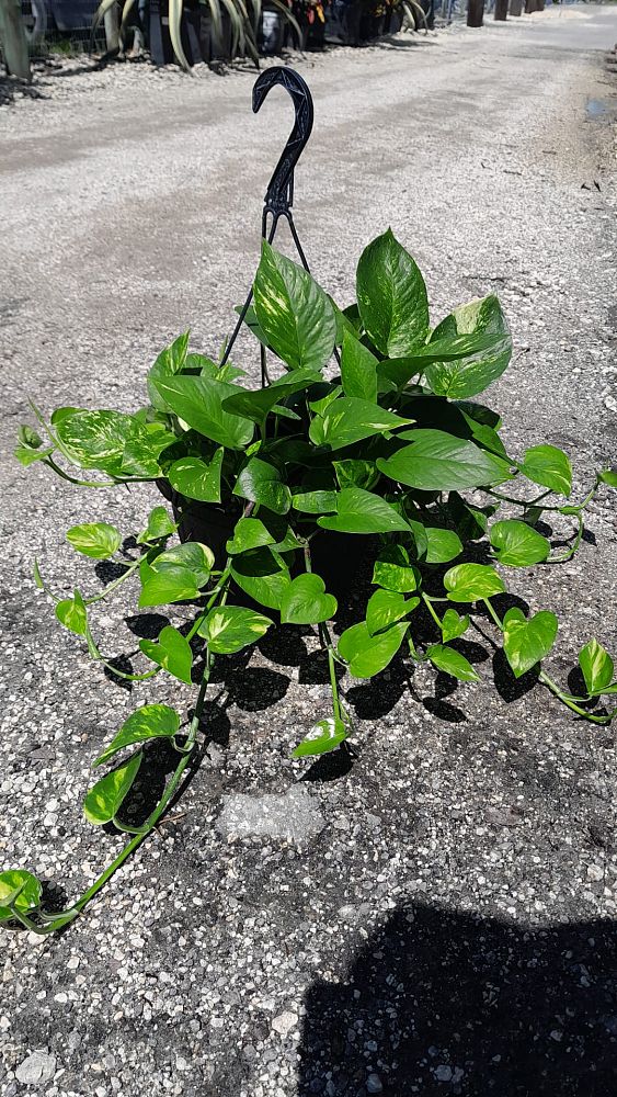 epipremnum-aureum-golden-pothos-vine-devil-s-ivy-centipede-vine