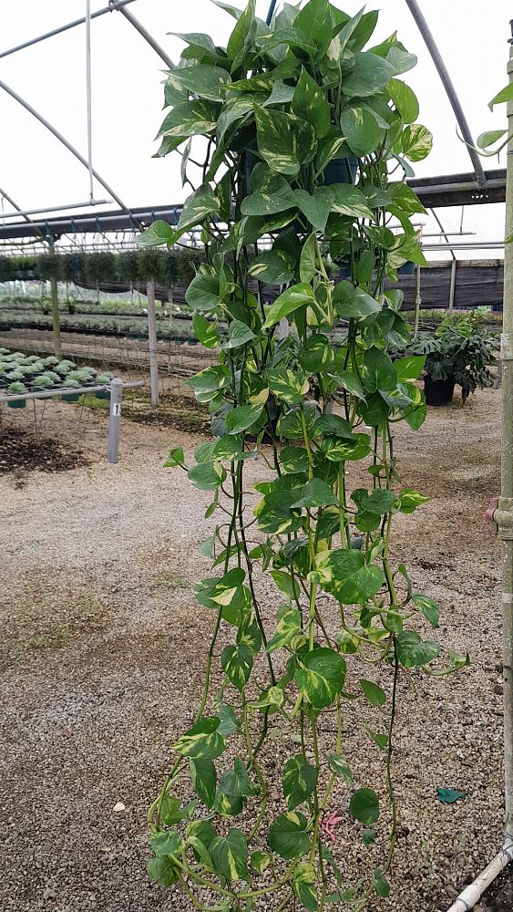 epipremnum-aureum-golden-pothos-vine-devil-s-ivy-centipede-vine