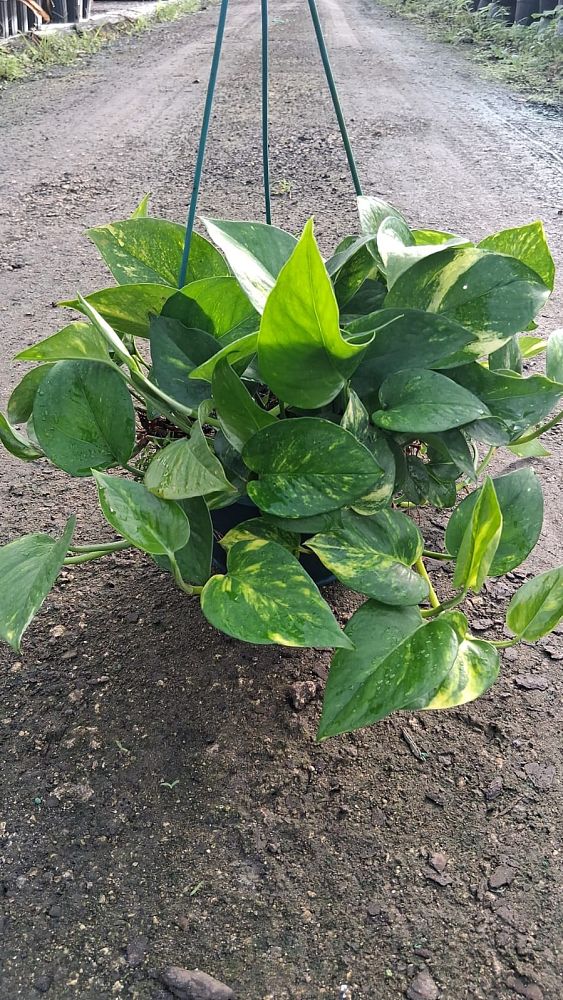 epipremnum-aureum-golden-pothos-vine-devil-s-ivy-centipede-vine