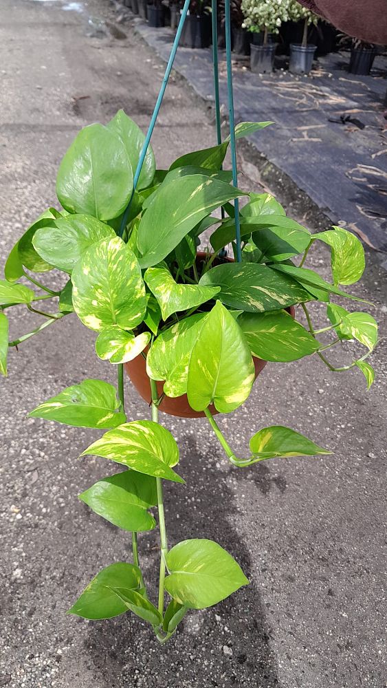 epipremnum-aureum-golden-pothos-vine-devil-s-ivy-centipede-vine