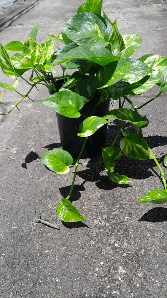 epipremnum-aureum-golden-pothos-vine-devil-s-ivy-centipede-vine