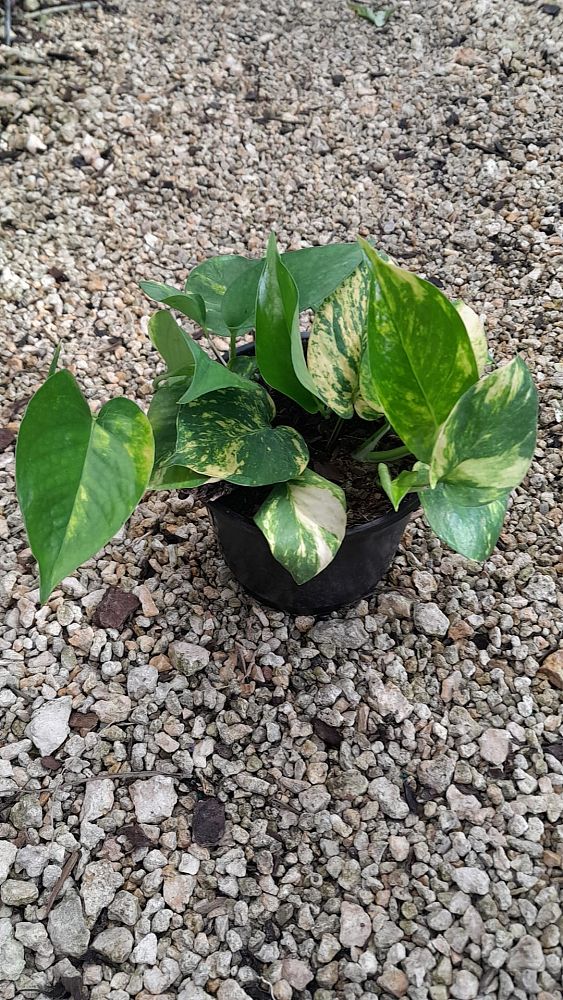 epipremnum-aureum-golden-pothos-vine-devil-s-ivy-centipede-vine