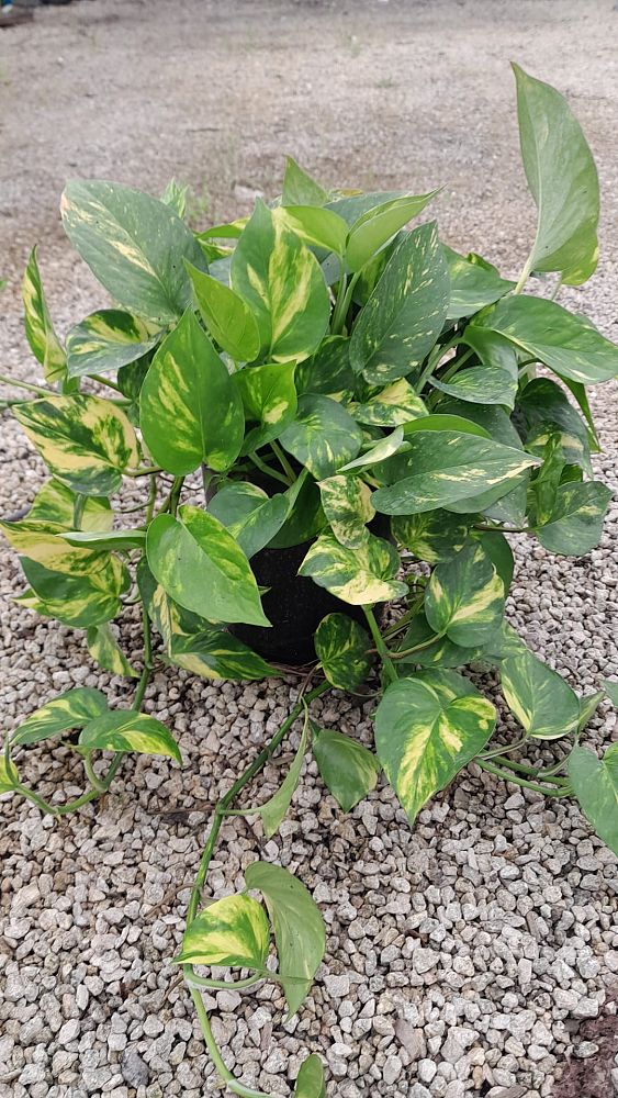 epipremnum-aureum-golden-pothos-vine-devil-s-ivy-centipede-vine