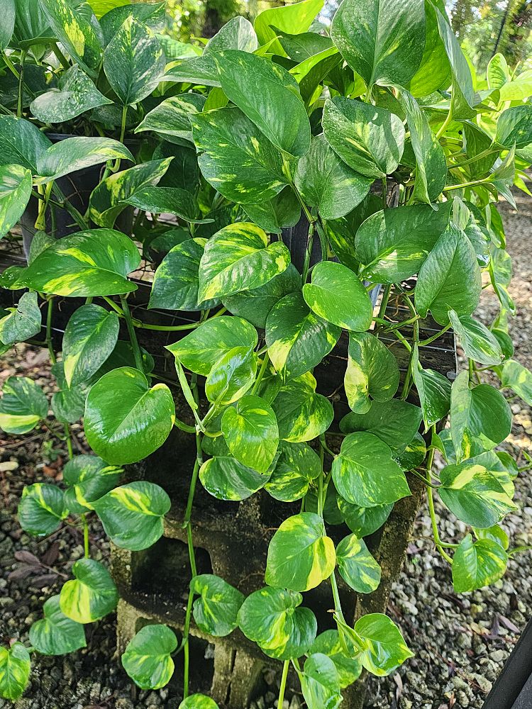 epipremnum-aureum-golden-pothos-vine-devil-s-ivy-centipede-vine