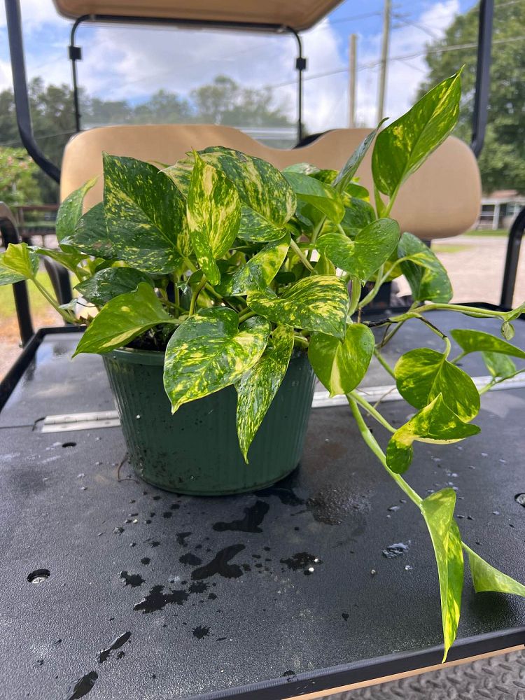 epipremnum-aureum-golden-pothos-vine-devil-s-ivy-centipede-vine